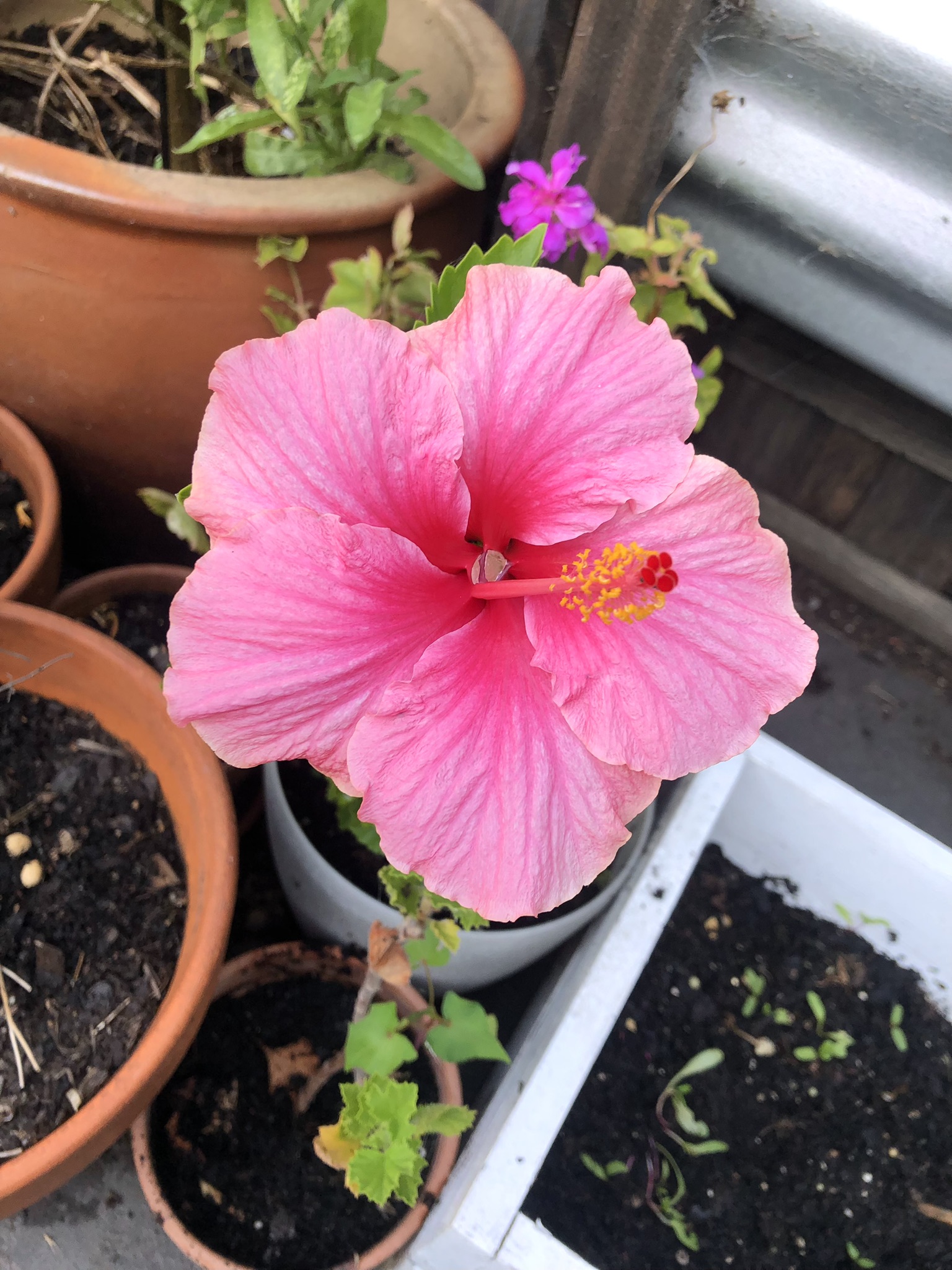 hibiscus