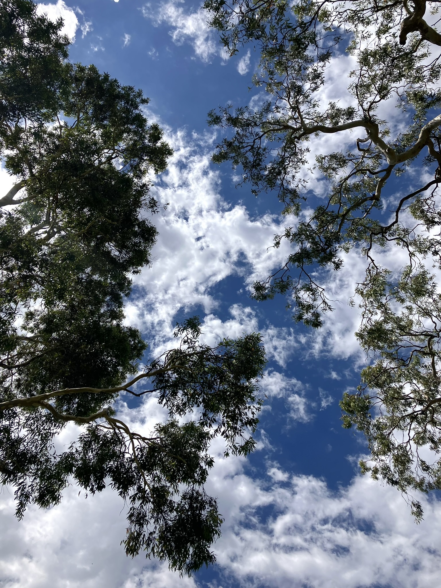 eucalypts