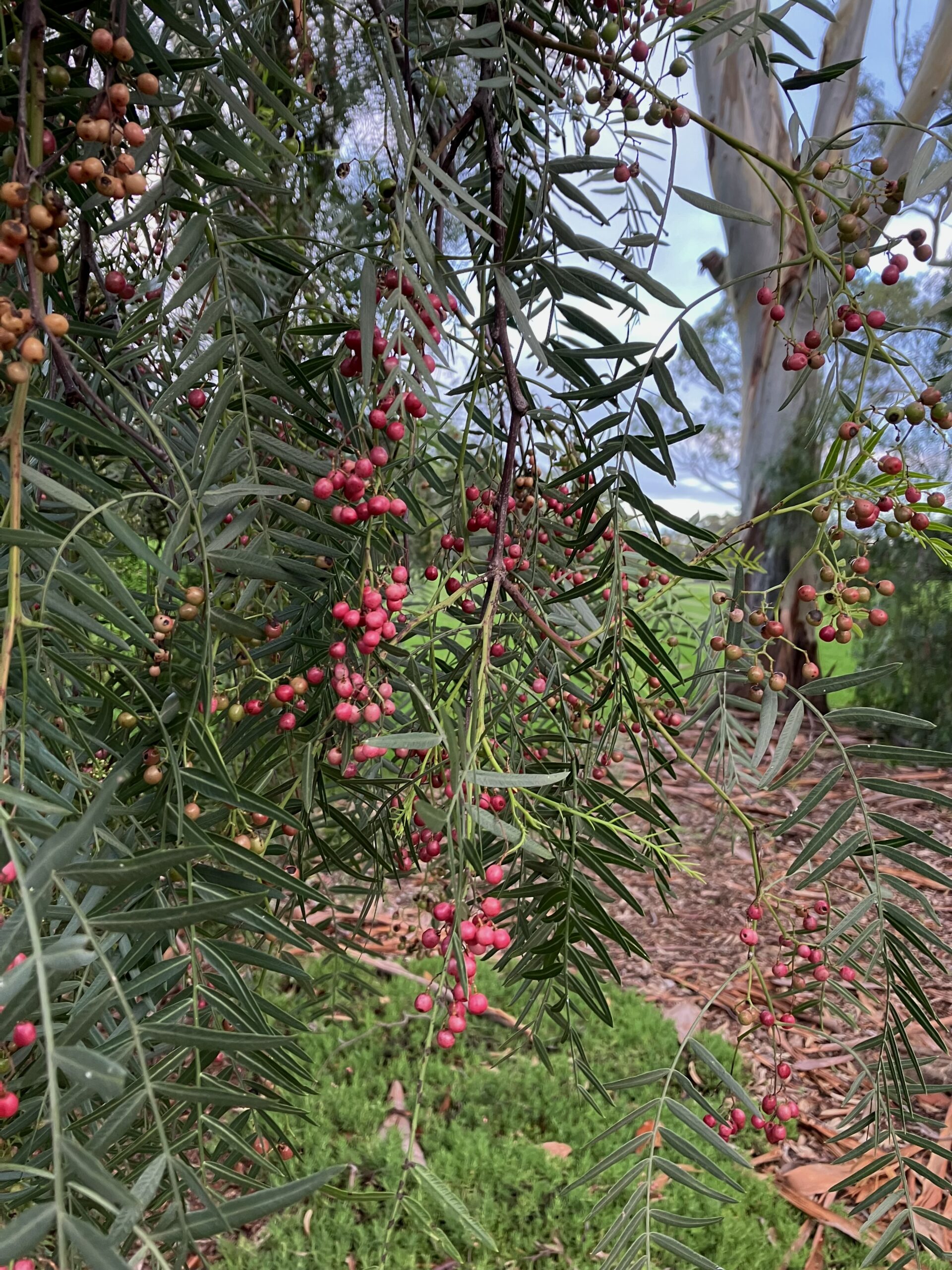 peppertree